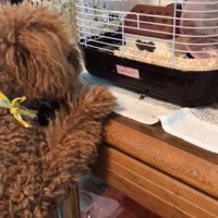 ケージを見つめる犬