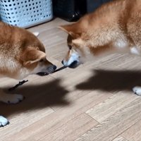 ゴムを咥え直すばくさん