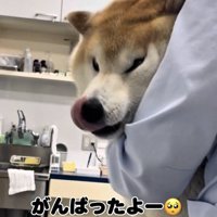 鼻を舐める犬