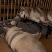 向かい合う