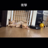 寝続ける犬、近づくルンバ