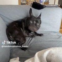 勢いよく振り向く犬