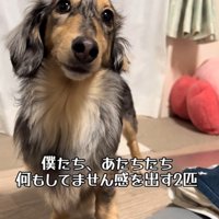 「僕たち、何もしていませんよ～…」