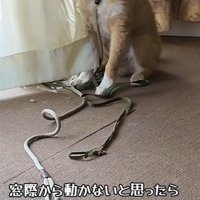 窓際でじっとしているアルウィンくん