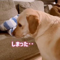 がっくりするダッフィーちゃん