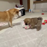 優しいお姉ちゃん