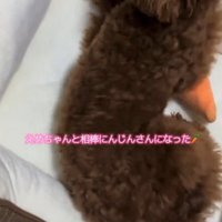 ぬいぐるみに覆い被さる子犬