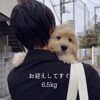 男性に抱っこされる子犬