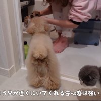 うゆちゃんのシャンプー中の出来事5