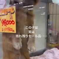 売れ残ったわんこ