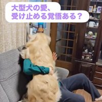体当たりするブランくん
