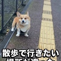 お散歩中に立ち止まったジノくん