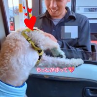 スタッフさんに撫でてもらう犬4