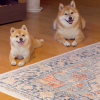 こちらを見る2匹の犬