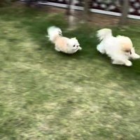 思い切り追いかけっこ♪