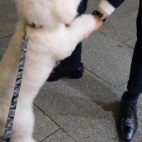 パパさんのお迎えに来たふう太くん4