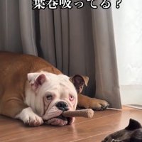 葉巻を咥えた強面のボス！？
