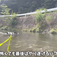 川に飛び込んで男性の方へ泳いでいくハスキー犬