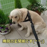 病院を嫌がるギンちゃん8