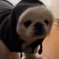 ションボリ顔も可愛い