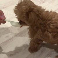 スプーンに入った犬用フードを食べる子犬