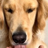 ペロッとひと舐めしてみる犬