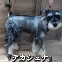 小部屋に立つ犬