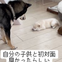 子犬を見つめる犬