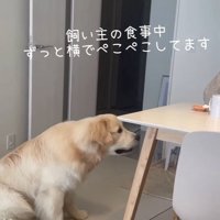 頭を下げる大型犬