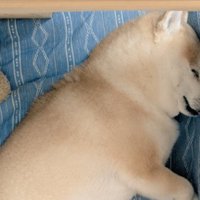 ムチムチ