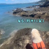 女性を見つめる犬に声をかける男性