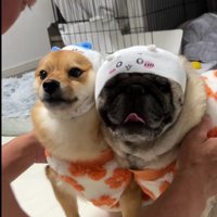 「充分承知しました…！」