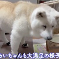 器のそばに立つ犬