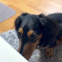 少しうつむく犬