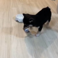 別のお皿の周りを…