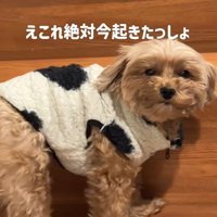 チャチャちゃんのお出迎え2