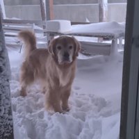 ルークくんは外に出ようとしません