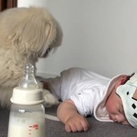 起き上がるしっぽちゃん