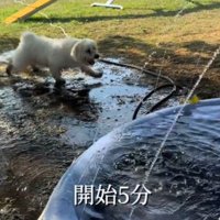 水たまりのそばを歩く犬