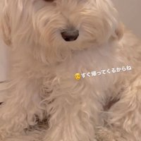 伏し目がちな表情で見上げる犬
