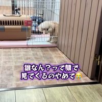 怪訝そうなモカちゃん