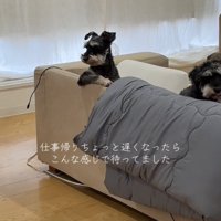 横目で見つめる犬と顔を出す犬