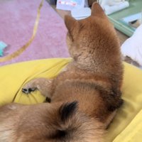 くつろぐりんちゃん