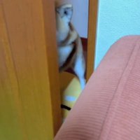 ドアを前足で押して開ける犬