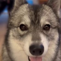 見つめる犬1