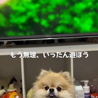 集中できないので、アニメ鑑賞は中断！