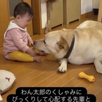 本当に会話してるみたい