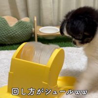 知育おもちゃで遊ぶピノちゃん＆パルムちゃん⑩