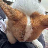 拭いて