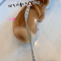 跳ねながら前進する柴犬3